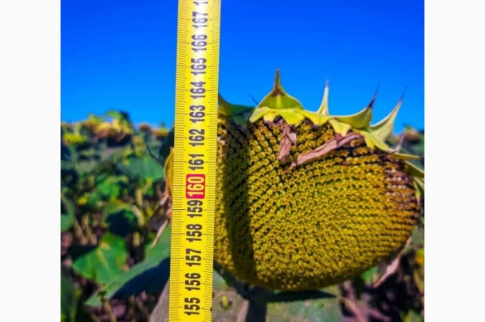 Семена гібрида соняшнику Флеш під гранстар- фото № 2