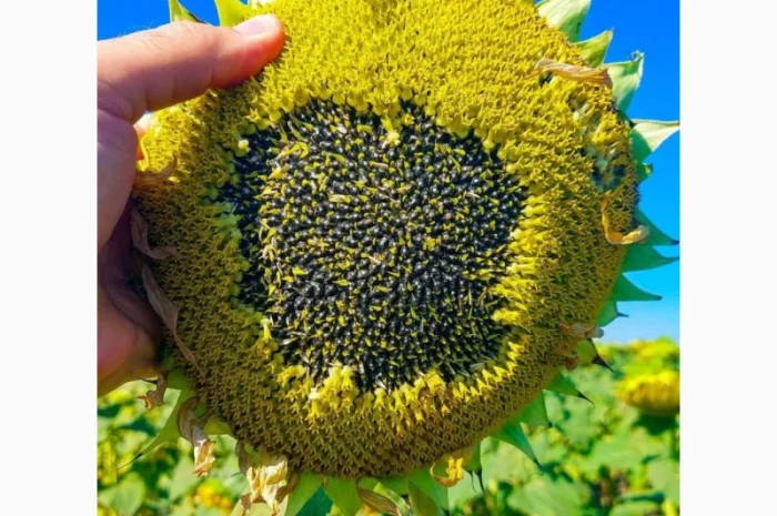 Насіння соняшника гібрид Флеш від виробника- фото № 4