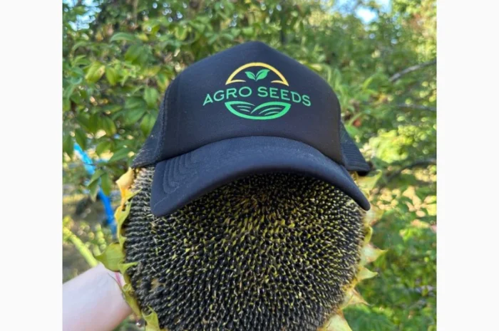 Семена подсолнечника гибрид Астон для гербицидов- фото № 1