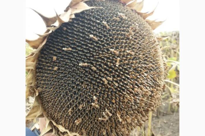 Гібрид соняшника НС Х 1752 SUMO (під Гранстар)- фото № 3