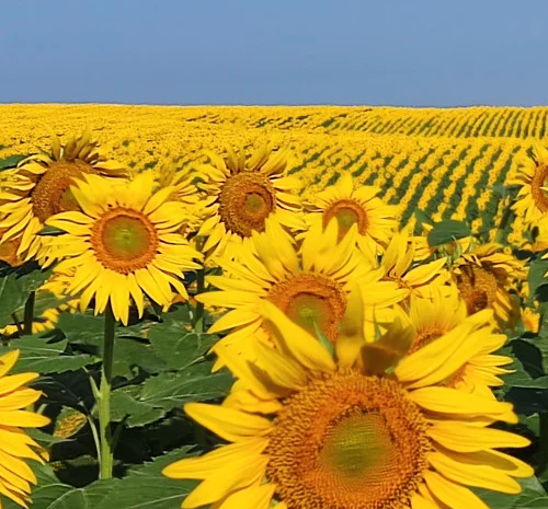 Насіння соняшника гібрид АР Імпульс – продаж- фото № 1