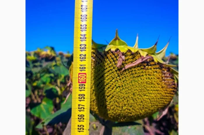 Насіння соняшнику гібрид ФЛЕШ (під гранстар) в продажу- фото № 3