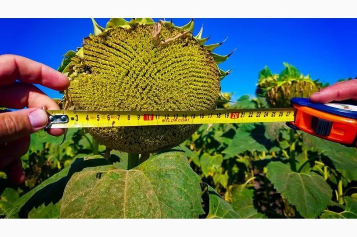 Насіння соняшнику гібрид ФЛЕШ (під гранстар) в продажу- фото № 4