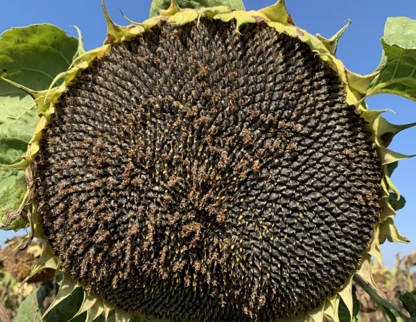 Насіння соняшника під євролайтнинг в продаже- фото № 1