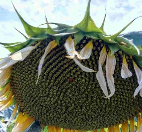 Семена подсолнечника Евро для продажи- фото № 1