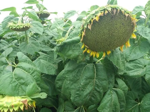 Насіння кондитерського соняшника СПК - високий урожай- фото № 1