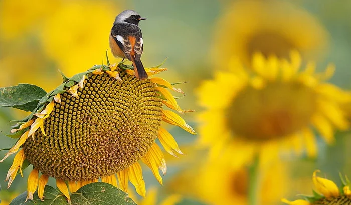Гібрид соняшнику Неймар від ТОВ "ТК Арт-Агро"- фото № 1