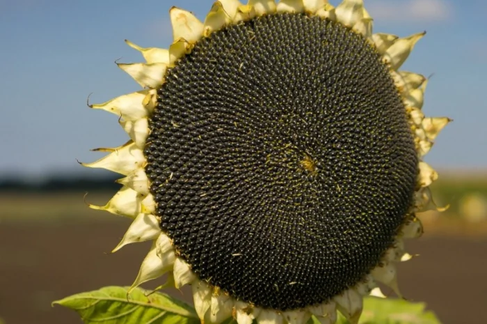 Насіння соняшника Неймар під гранстар- фото № 1