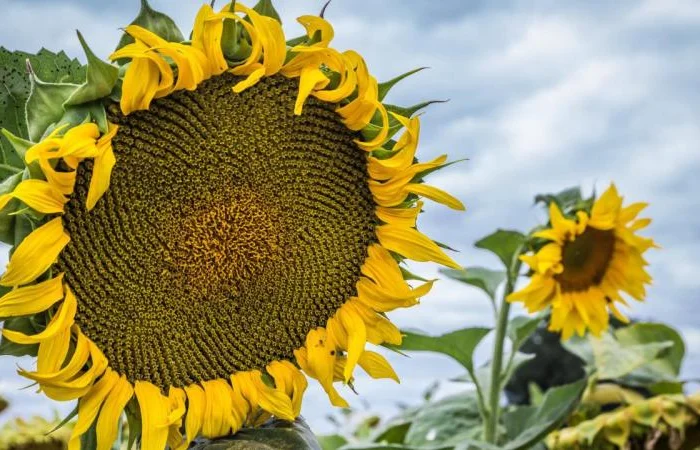 Гібрид соняшника Танос | Насіння, стійкі до хвороб (7 рас)- фото № 1