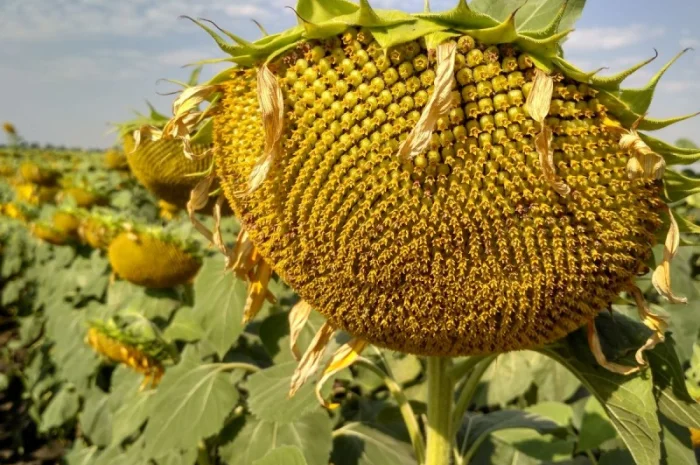 Насіння соняшника гібрид Вегас під Гранстар- фото № 1