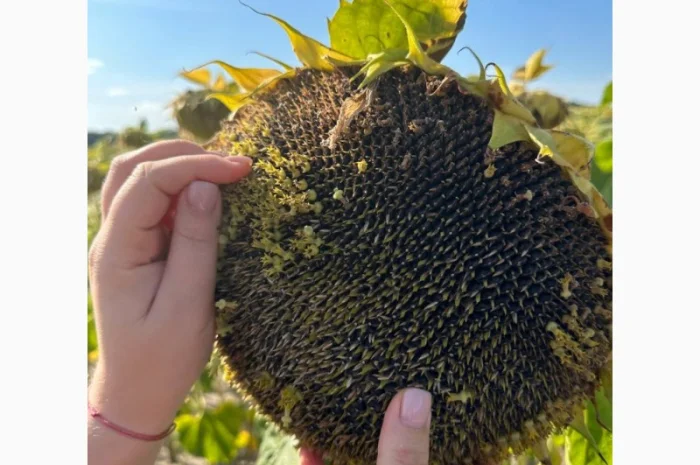 Семена гибрида подсолнечника КЛАУС для высоких урожаев- фото № 1