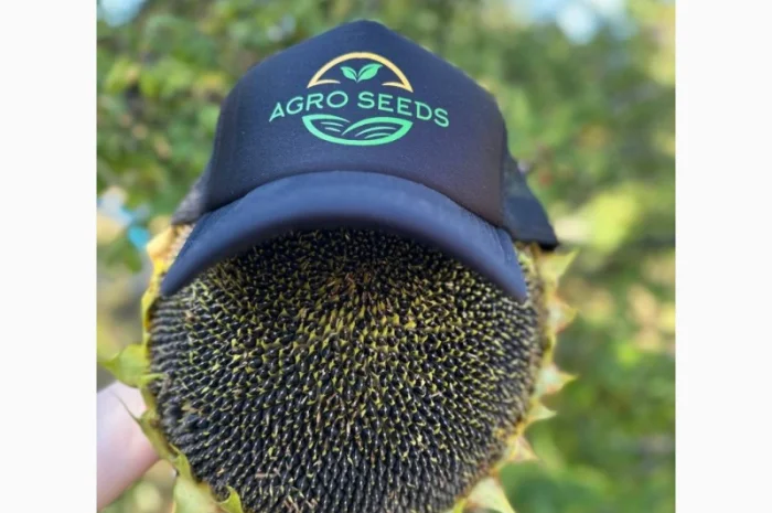 Семена гибрида подсолнечника КЛАУС для высоких урожаев- фото № 2