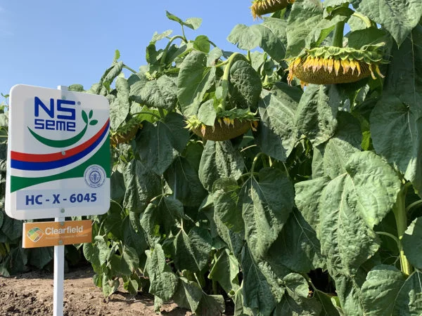 Семена подсолнуха НС Х 6045 – высокоурожайный сорт- фото № 1