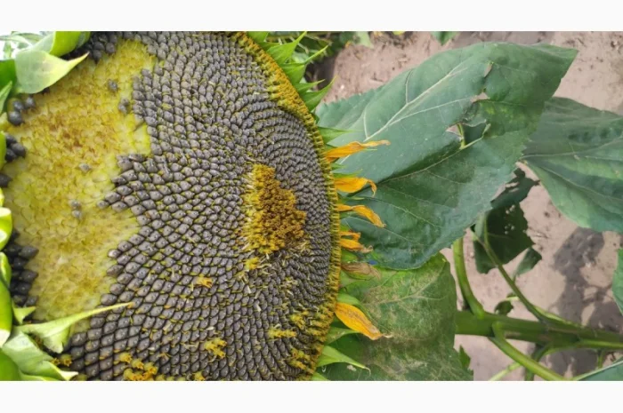 Насіння соняшника гібрид НС Х 6749 в продаже- фото № 2