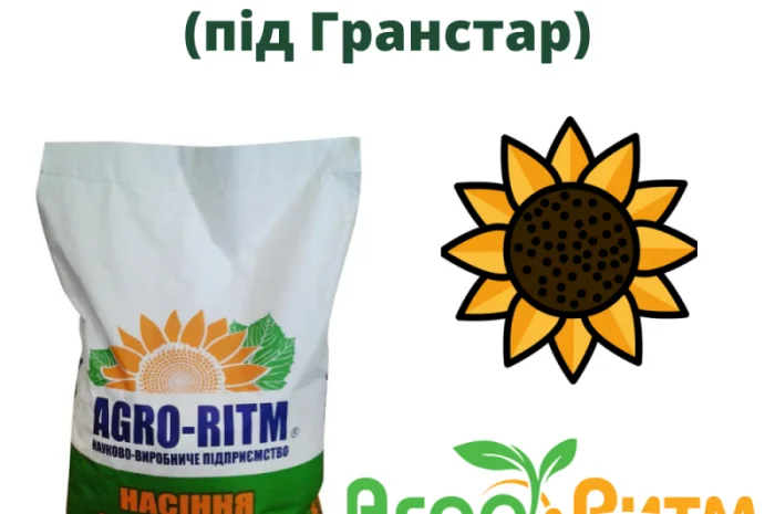 Продаж насіння соняшника гібрид Альдазор- фото № 1