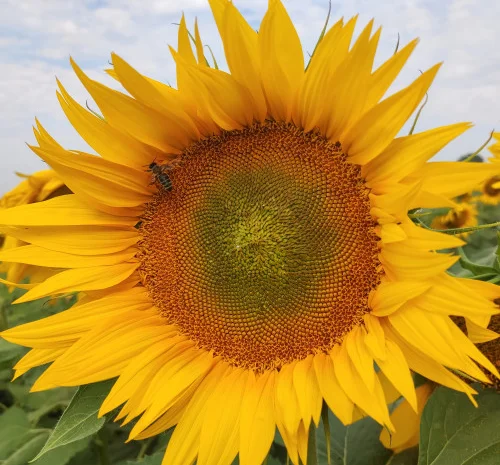 Насіння соняшника гібрид Бомонд під Гранстар 60г/га- фото № 1