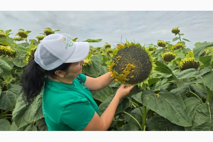 Гибрид подсолнечника Неймар Плюс под Гранстар- фото № 1