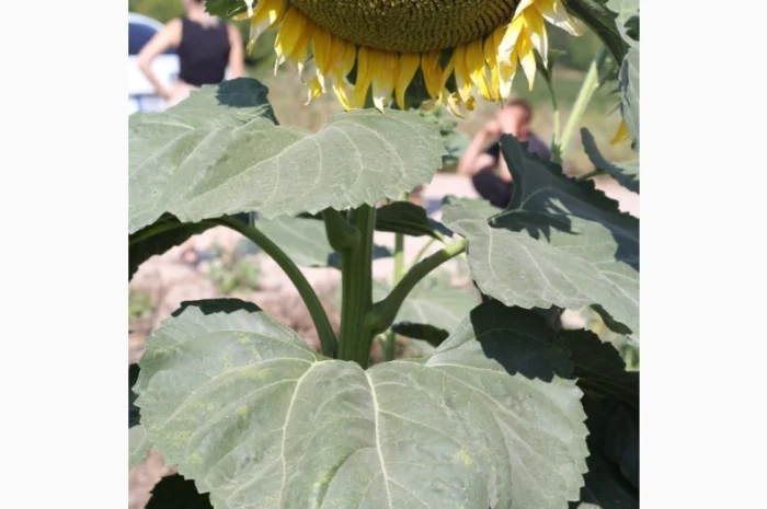 Насіння гібрида соняшнику КОББІ для продажа- фото № 1