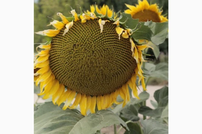 Насіння гібрида соняшнику КОББІ для продажа- фото № 2