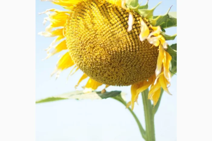 Насіння гібрида соняшнику КОББІ для продажа- фото № 3