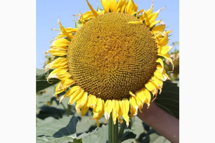 Насіння гібрида соняшнику КОББІ для продажа- фото № 4