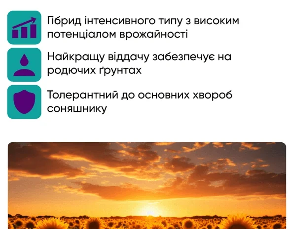 Насіння соняшника гібрид НС Х 7902 під гранстар- фото № 2