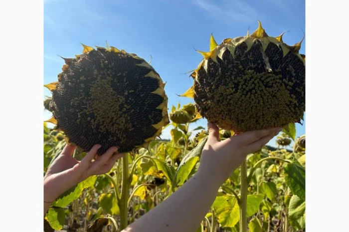 Насіння соняшника Неймар Плюс – безкоштовна доставка- фото № 1