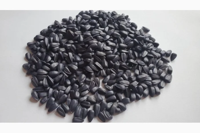 Насіння соняшника Неймар Плюс – безкоштовна доставка- фото № 3