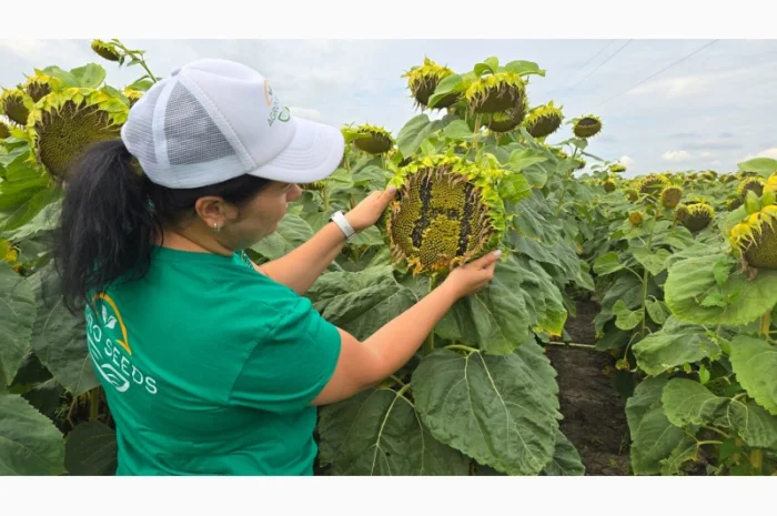Гибрид подсолнечника Неймар Плюс (семена под гербицид Гранстар)- фото № 1