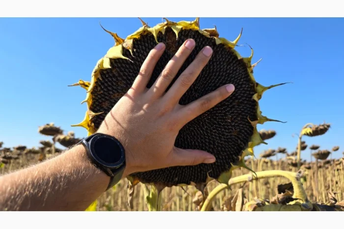 Насіння соняшнику гібрид ЕМЕРСОН – під гранстар- фото № 1