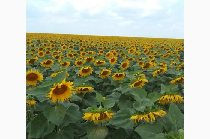 Насіння соняшнику гібрид ДАГЛАС в продажу- фото № 3