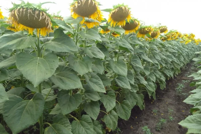 Насіння соняшнику гібрид ДАГЛАС в продажу- фото № 5