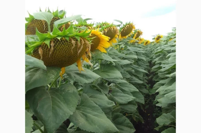 Гібридне насіння соняшнику ФЛОКС- фото № 2