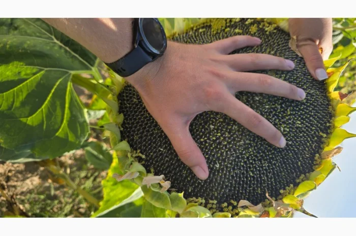 Насіння соняшника гібрид БАСТЕР в продажу- фото № 1