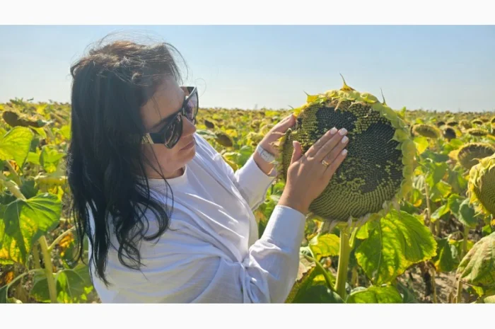 Насіння соняшника гібрид БАСТЕР в продажу- фото № 2