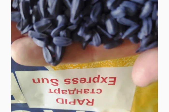 Продается семена подсолнечника Рапид (фракция стандарт+) под технологию Експресс- фото № 2