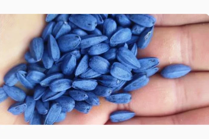 Продам семена подсолнечника Рапид (фракция премиум) под технологию Экспресс- фото № 2