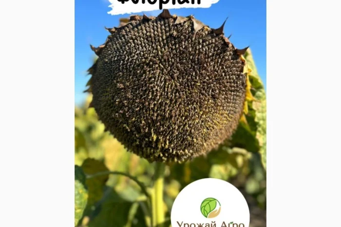 Насіння соняшнику гібрид Флоріан 2023 рік (стандарт)(екстра), ТОВ "ТК Арт-Агро"- фото № 1