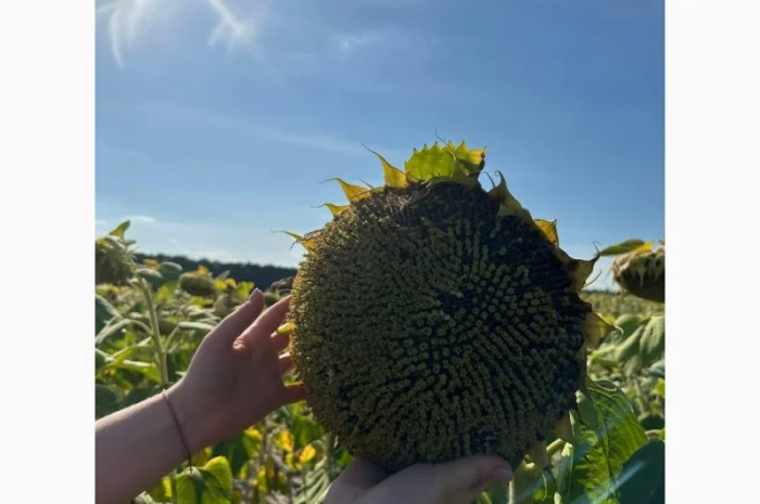 Насіння соняшнику гібрид НСХ 8005, ( екстра)( екстра Плюс)(стандарт)2023 рік- фото № 2