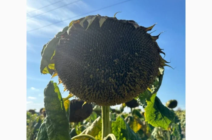 Насіння соняшнику гібрид Карлос (екстра)(стандарт) (2023 рік), ТМ "ВНІС"- фото № 1