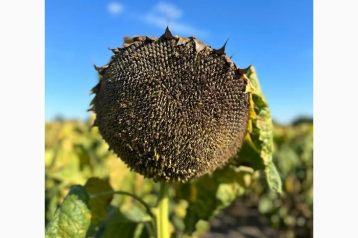 Насіння соняшнику гібрид Грифон (преміум)(оптімум)(2023 рік), ТМ "Євросем"- фото № 1
