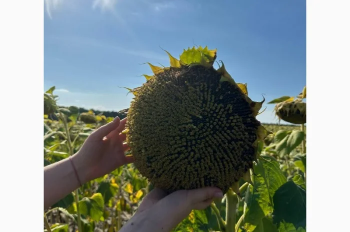 Насіння соняшника гібрид НС Таурус під євро-лайтинг ( екстра Плюс)(екстра)(стандат)2023р- фото № 2