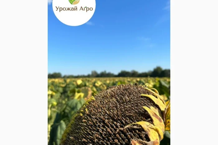 Насіння соняшнику гібрид НСХ 2652, ( екстра)( екстра Плюс)(стандарт)2023 рік- фото № 1