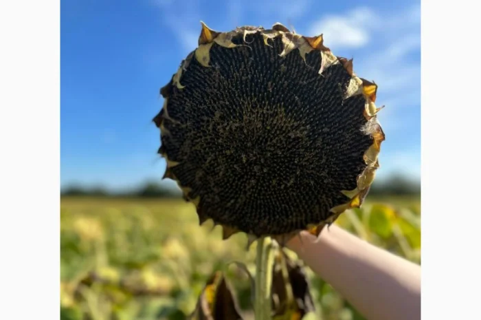 Насіння соняшника гібрид НСХ 6749, (фракція екстра) (2023 рік), ТМ "Юг Агролідер", Сербія- фото № 2