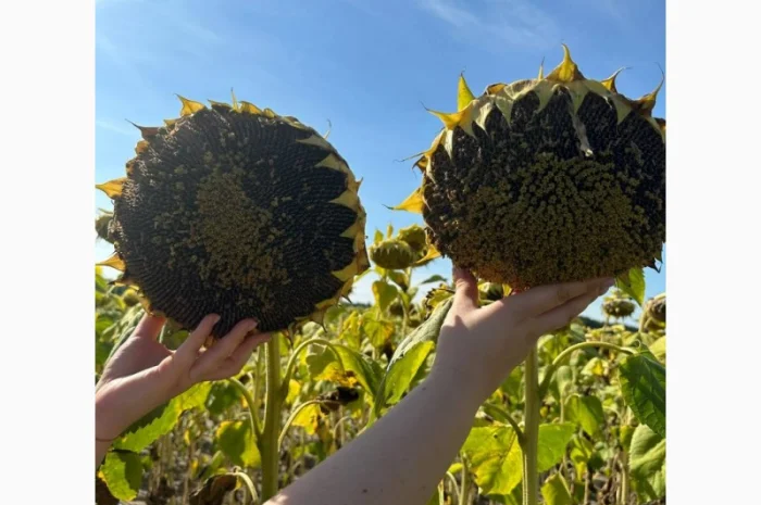 Насіння соняшнику гібрид НСХ 1752, ( екстра)( екстра Плюс)(стандарт)2023 рік- фото № 1