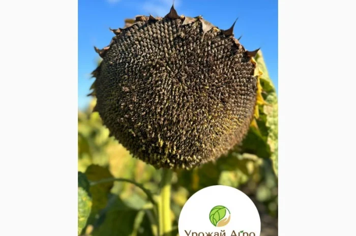 Насіння соняшника гібрид Шенон під гранстар (стандарт)(екстра) 2023 рік- фото № 1