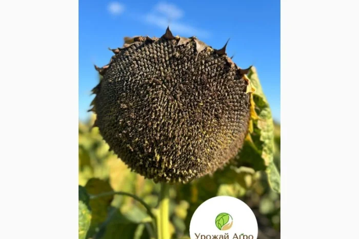 Насіння соняшника гібрид Амато під гранстар (стандарт)(екстра) 2023 рік- фото № 1