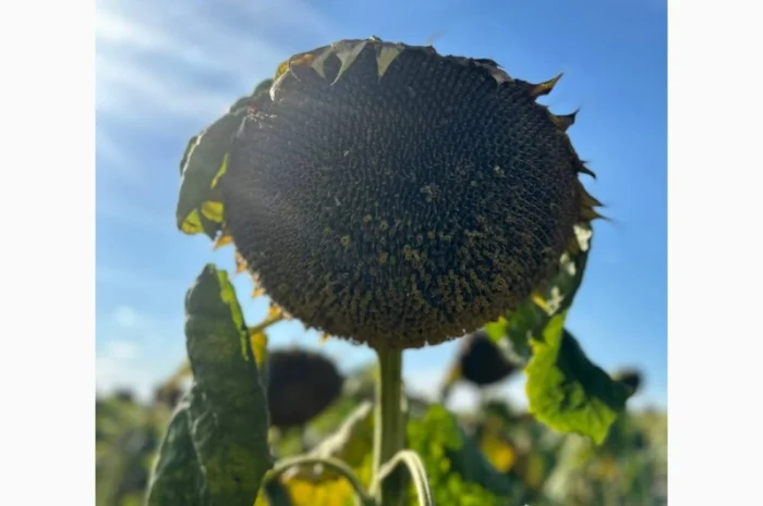 Насіння соняшника гібрид Імісан під євро-лайтинг ( екстра Плюс)(екстра)(стандат)2023р ht- фото № 2