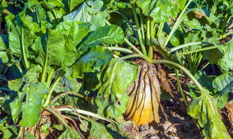 Продается посевной материал семян подсолнечника от поставщика- фото № 4