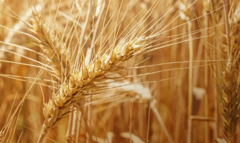 Продается посевной материал семян подсолнечника от поставщика- фото № 6